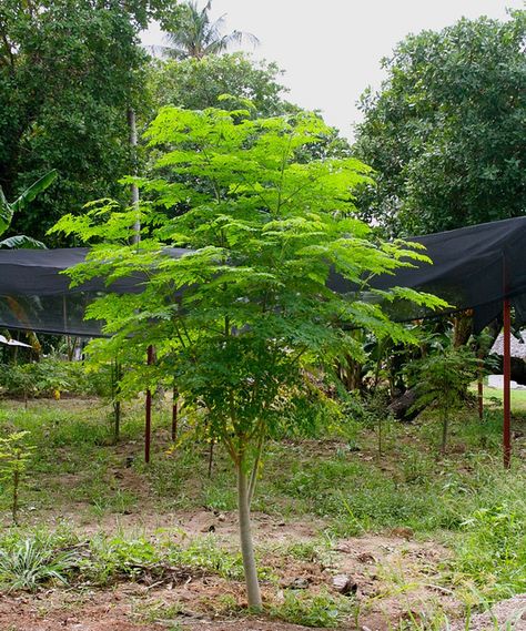 Muhaka Trust House Farm Moringa Oleifera Tree, African Herbs, Moringa Benefits, Moringa Seeds, Garden Camping, Moringa Tree, Miracle Tree, Camping Site, Moringa Powder