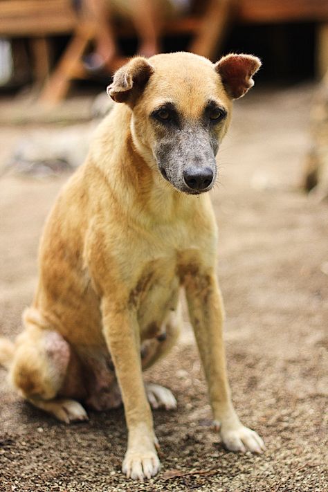 Some mongrel street dogs of Davao, Philippines. These are called askals or aspins. #crossbreed #mongrels #askal #aspin #dogs #dog #philippines #streetdogs #feraldogs Aspin Dogs Philippines, Aspin Dogs, Dog Philippines, Anthro Anatomy, Mongrel Dogs, Davao Philippines, Street Dogs, Types Of Dogs, Save Animals