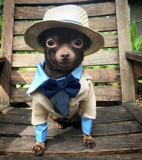 Costumes For Dogs, Dog Ring Bearer, Dog Wedding Attire, Ring Bearer Dog, Chihuahua Clothes, Dog Tuxedo, Sweater Handmade, Dog Suit, Dog Ring