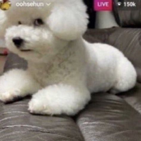 This white fluffy poodle dog thing is staring at the camera with a concerned side eye White Fluffy Dog, Goofy Dog, Friend Song, Up Dog, Side Eye, Silly Things, Fluffy Dogs, Silly Dogs, Silly Animals