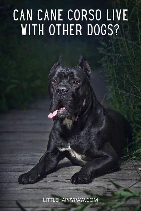 Can cane corso live with other dogs? Learn more about Cane Corso Dogs. We are covering everything related to Cane Corso dogs tips, potty training, haircuts, growth, food, barking, shedding, behaviors and pictures! Find all about dog tips and hacks, how to train them to stop barking, dog care, potty training, and other dog training. All essential tips in one place for your dog and puppies! Can Corso Dogs, Cane Corso Dog Puppies, Can Corso, King Corso Dog, Black Cane Corso, Cane Corso Dog Breed, Dog And Puppies, Cane Corsos, Dogs Tips