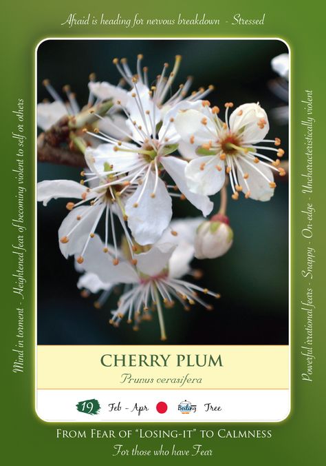 Bach Flower Remedy - CHERRY PLUM Cherry Plum Bach Flower, Bach Remedies, Floral Therapy, Bach Flowers, Flower Remedies, Cherry Plum, Bach Flower Remedies, Homeopathy Medicine, Flower Remedy