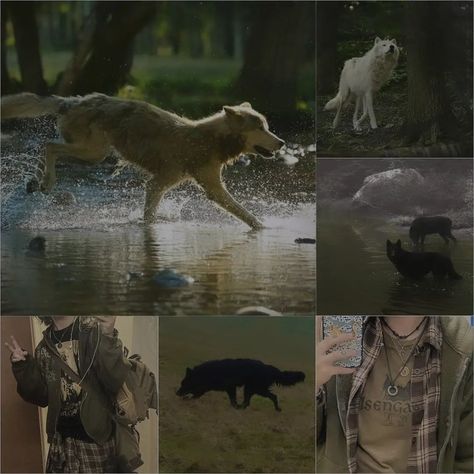 Wolf Moodboard Aesthetic, Wolfboy Aesthetic, Coyote Therian Aesthetic, Doberman Moodboard, Therian Moodboard, Canine Therian, Wolf Moodboard, Therian Aesthetic, Grunge Dark Academia