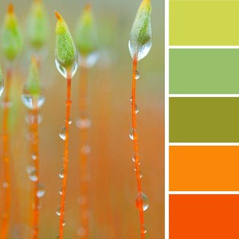 33 Orange Color Schemes, Inspiring Ideas for Modern Interior Decorating with Orange Colors Colors Nails, Orange Color Schemes, Bright Color Schemes, Orange Color Palettes, Spring Color Palette, Color Schemes Colour Palettes, Modern Interior Decor, Orange Decor, Green Colour Palette