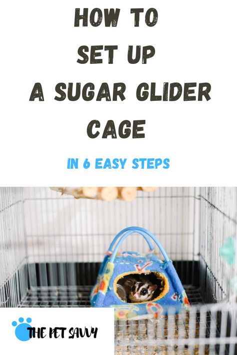 Everything there is to know about effective sugar glider cage setup. How do you choose the right cage? Where do you put it in the house? What should you put inside the cage for your critters to be happy? Find out here #sugarglidercagesetup #sugarglidercage #howtosetupsugarglidercage Flying Squirrel Cage, Diy Sugar Glider Cage, Sugar Glider Cage Ideas, Sugar Glider Habitat, Sugar Glider Care, Sugar Glider Baby, Sugar Glider Food, Sugar Glider Pet, Sugar Glider Cage