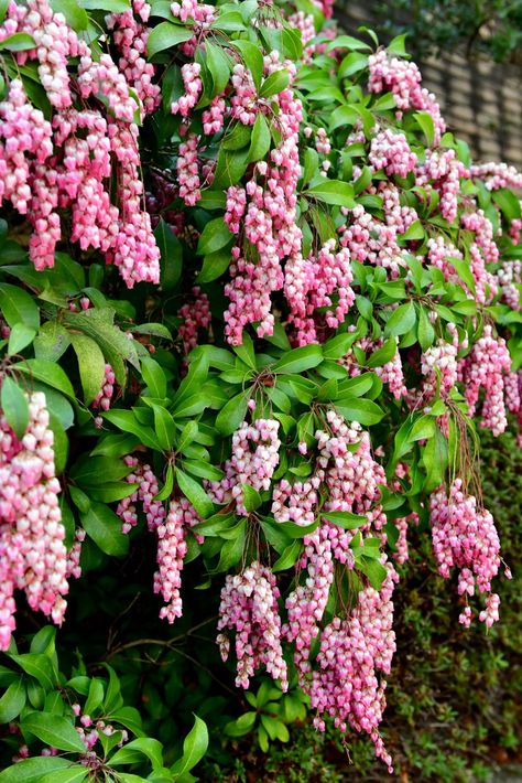 Pieris japonica / Japanese andromeda Pieris Japonica Landscaping, Andromeda Plant, Shrubs For Full Sun, Japanese Andromeda, Japanese Pieris, Pieris Japonica, Full Sun Shrubs, Flowering Quince, Flowering Bushes