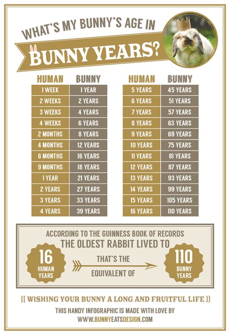 Rabbit Facts, Pet Rabbit Care, Somebunny Loves You, Rabbit Farm, Meat Rabbits, Bunny Hutch, Raising Rabbits, Pet Bunny Rabbits, Indoor Rabbit