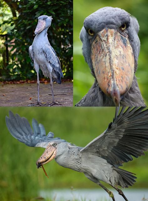 ​#3 Shoebill Medu Neter, Shoebill Bird, Odd Animals, Bird Eating, Unbelievable Pictures, Shoebill Stork, Hawk Eagle, Unique Creatures, Small Wild Cats