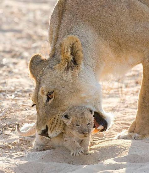 ARG3X® Approved!www.arg3x.com  ARG3Xplorer™️ Lion Playing, Lion Kings, Lion Baby, Baby Eating, Baby Lion, Hyena, A Lion, Animal Planet, Animal Photo