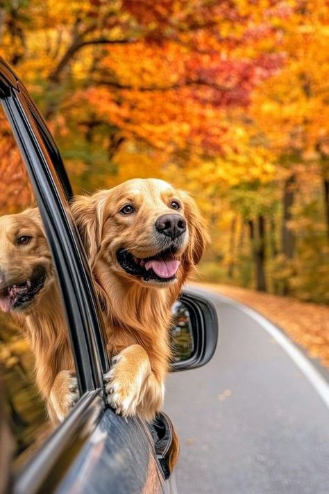 Golden Retriever Autumn Aesthetic, Dog Fall Pictures, Golden Retriever Wallpaper Aesthetic, Fall Dog Aesthetic, Autumn Dog Photography, Golden Retriever Photoshoot, Dog Pictures Aesthetic, Fall Dog Pictures, Fall Golden Retriever