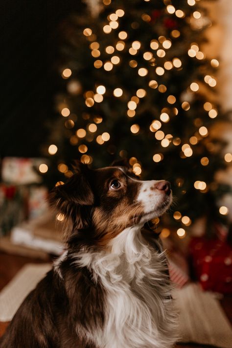 Christmas Photo With Dog Single, Christmas Poses With Dog, Puppy First Christmas, Christmas Family Dog Photos, Puppies First Christmas, Dog Winter Photoshoot, Puppy Christmas Photoshoot, Christmas Puppy Photoshoot, Christmas Dog Photos