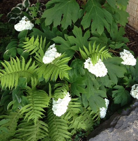 Oakleaf hydrangea and fern. Hydrangea And Ferns, Ferns Garden, Palm Garden, Oakleaf Hydrangea, Plant Combinations, Little Garden, Yard Ideas, Shade Garden, Outdoor Design