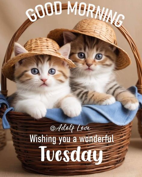 Tuesday Quotes Funny, Good Morning Tuesday Images, Tuesday Greetings, Good Morning Cat, Funny Cat Images, Happy Tuesday Quotes, Funny Day Quotes, Good Morning Tuesday, Morning Cat