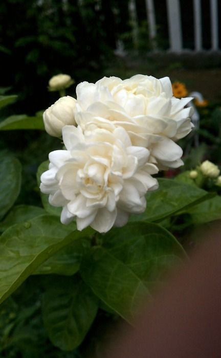 Sampaguita Flower, Arabian Jasmine, Jasminum Sambac, Jasmine Plant, Fragrant Plant, Jasmine Flower, Grand Duke, Floral Photo, White Gardens