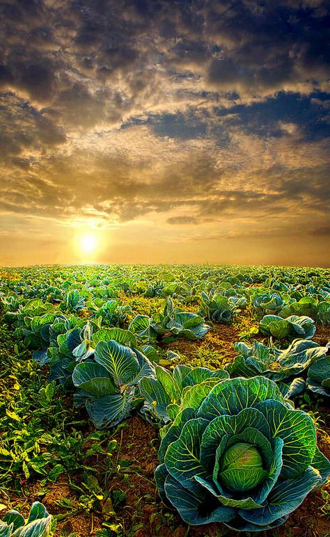 Autumn Sunrise over de cabbage landscape in Wisconsin_ USA Agriculture Photography, Family Nature, Corps Parfait, Beautiful Sunrise, Photography Skills, Kochi, Fall Harvest, Farm Life, Country Life