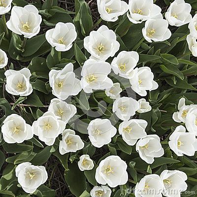 Tulip From Above, Tulips In Garden, Growth Plant, Tulips Garden, Plant Garden, White Tulips, Tulips, Holland, Stock Images