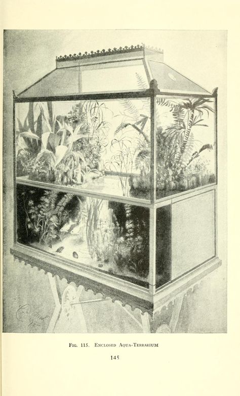 Aquarium Office, Vintage Terrarium, Victorian Terrariums, Goldfish Breeding, Vintage Aquarium, Fish People, Zoo Design, Fish Tank Themes, Sea Aquarium