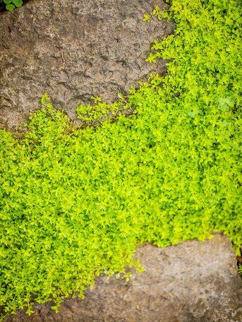 Ground Cover Shade, Red Creeping Thyme, Evergreen Groundcover, Lawn Alternatives, Ground Cover Plants, Shade Plants, Ground Cover, Lawn And Garden, Shade Garden