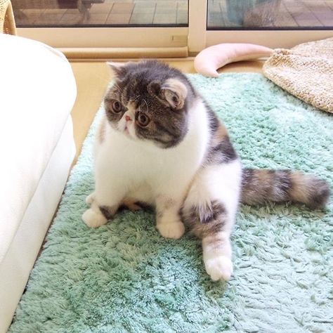 Tattoo Nature, Animals Tattoo, Exotic Shorthair Cat, Shorthair Cat, Exotic Cats, Exotic Shorthair, Cat Facts, Fluffy Animals