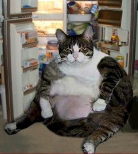 Fat Animals, Pregnant Cat, Huge Cat, Funny Kittens, Funny Cat Photos, Owning A Cat, Fat Cat, Cat Behavior, Kittens Funny