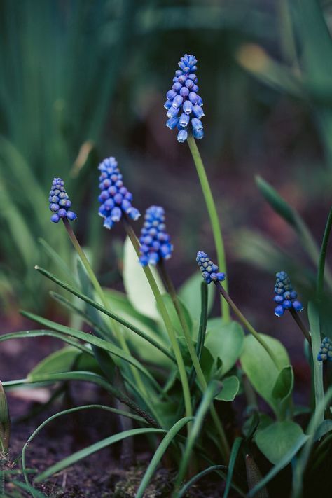 Hyacinths Garden, Hyacinth Plant, Grape Hyacinth, Hyacinth Flowers, Black Grapes, Rose Background, Memorial Tattoo, Spring Mood, Blue Garden