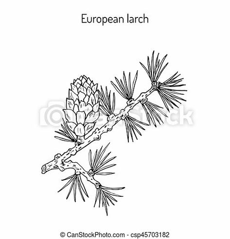 Larch Flower Tattoo, Larch Flower, Larch Tree, Branch Tattoo, Flower Sketches, Tree Tattoo, Tree Branch, Tiny Tattoos, Lotus Flower Tattoo