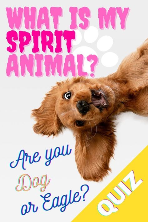 What Is My Spirit Animal, Spirit Animal Test, Spirit Animal Quiz, Find Your Spirit Animal, Spirit Animal Meaning, Personality Game, Animal Quiz, Play Quiz, Celebrity Books