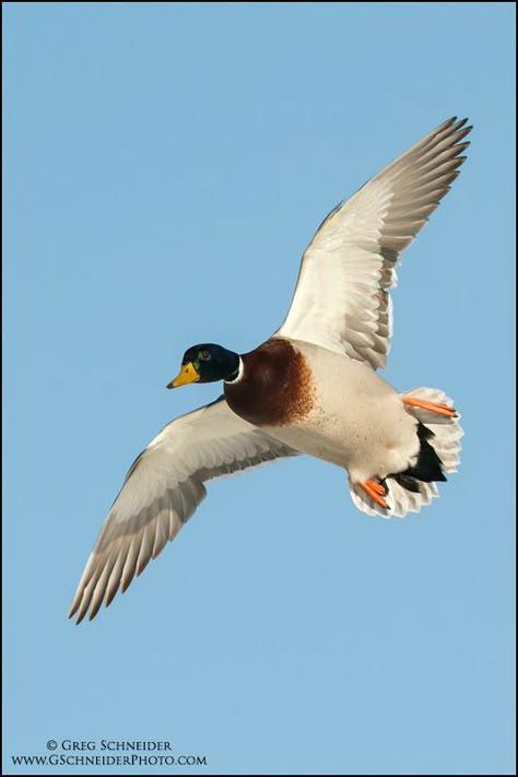 Mallard Duck Photography, Redhead Duck, Duck Flying, Ducks Flying, Duck Photography, Duck Species, Flying Ducks, Mallard Ducks, Duck Pictures