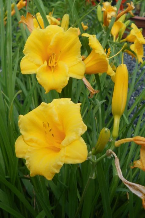 Lilly Plants, Pecan Trees, Propagate Plants, Garden Companion Planting, Plant Hacks, Day Lilies, Lily Bloom, Garden Crafts Diy, Flowering Shrubs