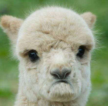 Doom Funny, Lama Animal, Llama Pictures, Impending Doom, Llama Face, Funny Llama, Cute Alpaca, Cute Llama, Funniest Memes