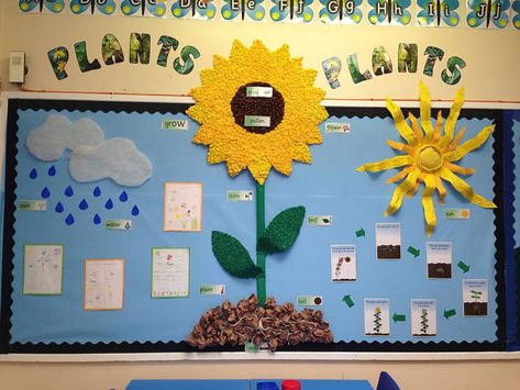 Plants, Pollen, Seeds, Grow, Flower, Leaf, Water, Rain, Clouds, Soil, Display, Classroom Display, Early Years (EYFS), KS1 & KS2 Primary Teaching Resources Plants Classroom Display, Plants Ks1, Growing Eyfs, Science Plants, Plants Classroom, Science Display, School Display, Plants Unit, Teaching Resources Primary