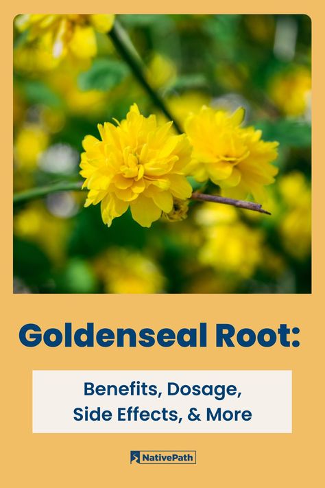 Goldenseal has been used for ages as an herbal remedy for ulcers, skin disorders, fevers, digestive issues, and more. Research is just now catching up to what Native Americans have known for hundreds of years. Our latest blog uncovers the science behind goldenseal, its benefits, dosage, side effects, and more. Benefits Of Goldenseal, Goldenseal Root Benefits, Goldenseal Benefits, Holistic Self Care, Home Remedies For Allergies, Home Remedies For Warts, Best Mouthwash, Warts Remedy, Natural Remedies For Migraines