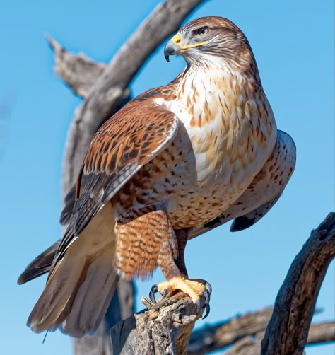 Ferruginous Hawk, Falcon Art, Raptors Bird, Hawk Bird, Northern Nevada, Red Tailed Hawk, Music Blog, Big Bird, Birds Of Prey