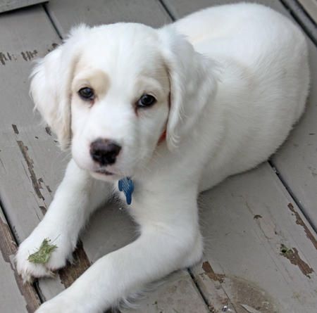 Cocker spaniel + Samoyed Beagle Mix Puppies, White Beagle, Puppy Fever, Cocker Spaniel Mix, Pocket Beagle, Beagle Mix, Positive Images, Beagle Puppy, Dog Items