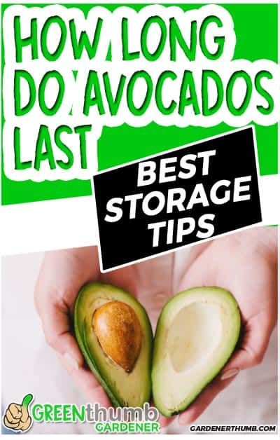 Avocado Storage, How To Store Avocado, Cut Avocado, Unripe Avocado, Store Vegetables, Food Knowledge, How To Make Jelly, How To Cut Avocado, Beginner Gardening