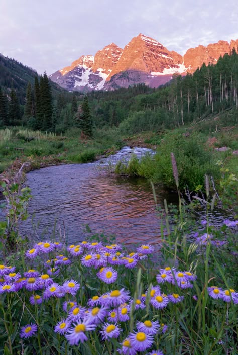 Boulder Colorado Aesthetic, Colorado Flowers, Maroon Bells Colorado, Colorado Aesthetic, Colorado Scenery, Tranquil Nature, Colorado Wildflowers, Colorado Landscape, Colorado Summer