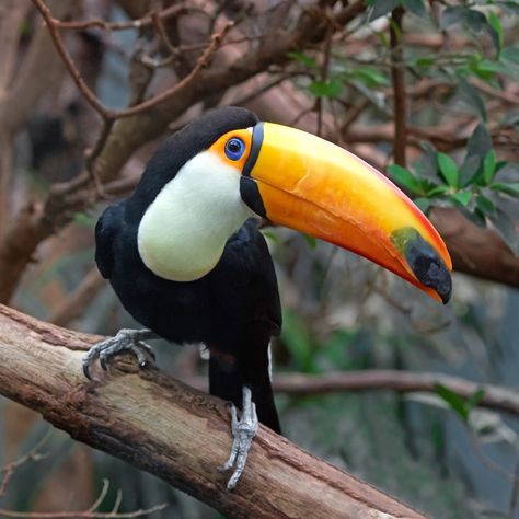 Amazon Animals, Animal Traits, Toco Toucan, Rainforest Animals, Tropical Animals, Animal Study, Image Nature, 50 Million, Majestic Animals