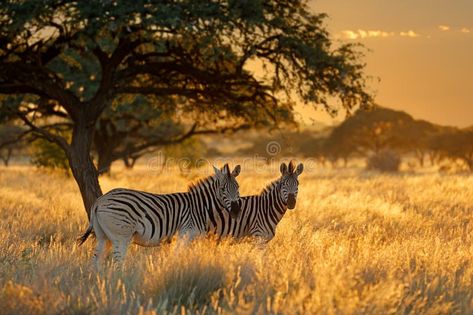 Plains zebras in grassland at sunrise, Mokala National Park, South Africa stock photo Plains Zebra, Animals Images, Zebras, South Africa, National Park, Photo Image, National Parks, Stock Photos, Animals