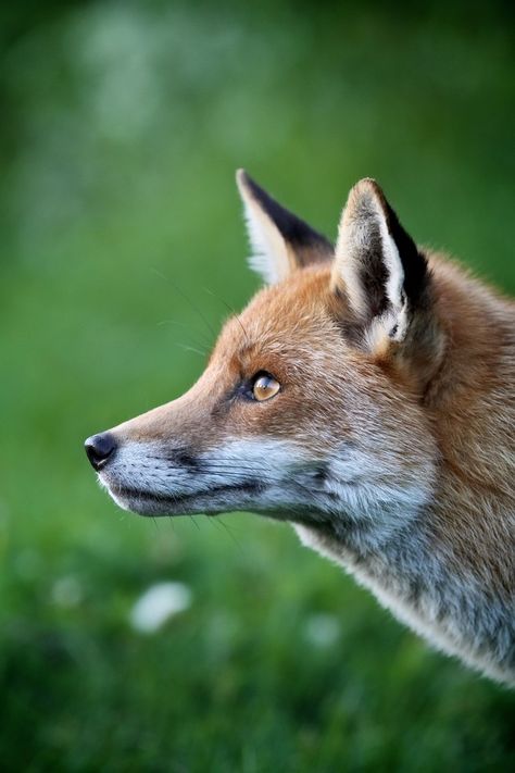 British Animals, Wild Animals Photography, Fox Photography, Magical Nature, Foxes Photography, Fox Pictures, Nature Tour, Animal Study, British Wildlife