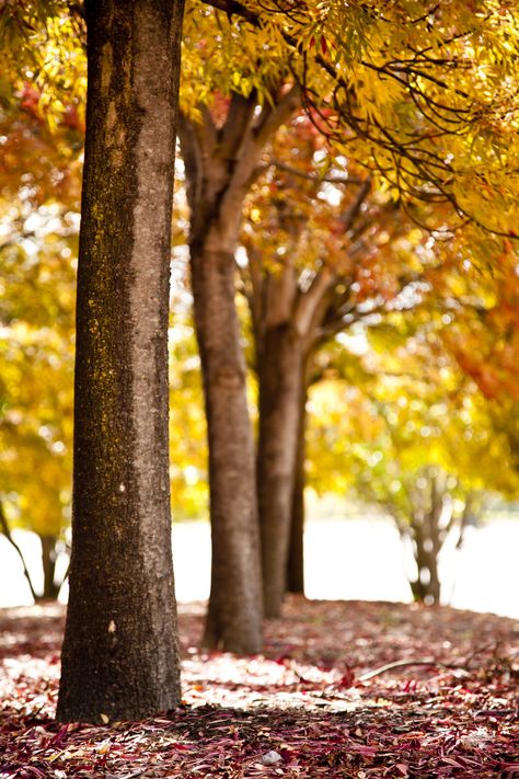 Background Tree, Background For Editing, Beautiful Things In Life, Canberra Australia, Photoshop Backgrounds Backdrops, Blurred Background Photography, Nature Background Images, Green Screen Background Images, Blur Background Photography