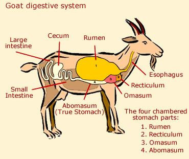 Goat Anatomy - Diagram Of Goats Goat Anatomy, 4h Goats, Keeping Goats, Show Goats, Sistem Pencernaan, Feeding Goats, Raising Farm Animals, Goat Care, Goat Barn