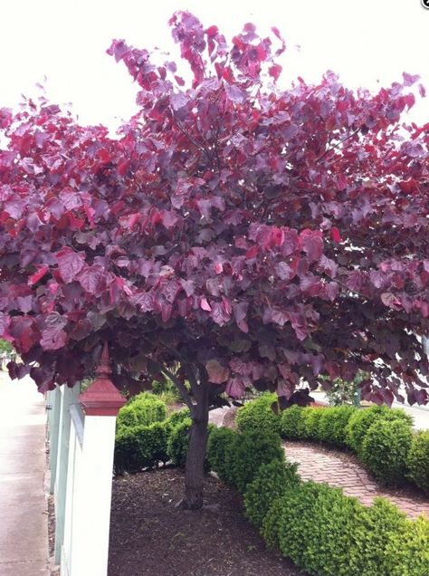 The Forest Pansy Forest Pansy, Small Ornamental Trees, Cercis Canadensis, Eastern Redbud, Front Garden Ideas, Redbud Tree, Specimen Trees, Garden Shrubs, Landscape Plants