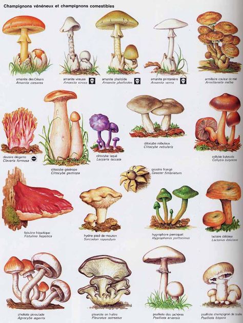 . Different Types Of Mushrooms, Mushroom Names, Mushroom Illustrations, Types Of Mushrooms, Mushroom Identification, Mushroom Poster, Mushroom Pictures, Mushroom Drawing, Edible Mushrooms