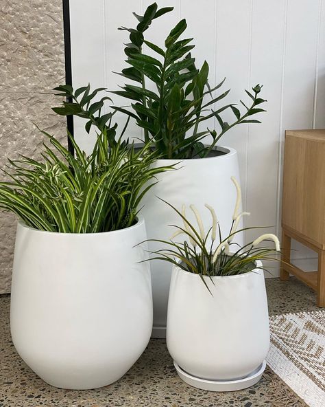 Nat Bacic ~INTERIOR STYLIST~ on Instagram: “A gorgeous cluster of white pots would lift up any space!!! How divine are these ?? @thebalconygarden” Hacienda Restaurant, White Planter Boxes, White Pots, White Inspiration, Church Stage Design, White Pot, Church Stage, Patio Garden Design, Plants Decor