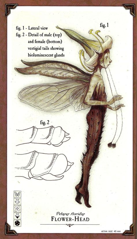 Tony Diterlizzi, Spiderwick Chronicles, Fairy Drawings, Holly Black, Arte Inspo, Fairytale Art, Mythical Creatures Art, Mythological Creatures, Mystical Creatures