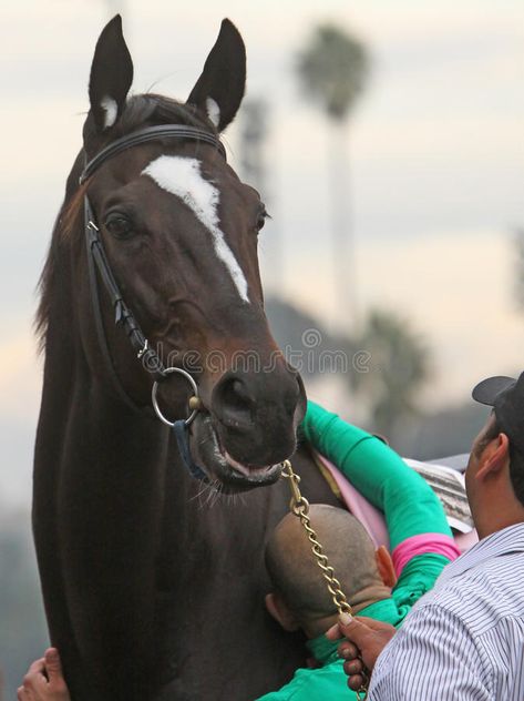 Ryan Babel. MADRID - FEB. 25, 2009: Liverpool player Ryan Babel fights off Real , #Sponsored, #Liverpool, #fights, #player, #Babel, #Ryan #ad Filly Horse, Zenyatta Horse, Female Horse, Thoroughbred Horse Racing, Famous Horses, Horse Inspiration, Race Horse, Horse Face, Thoroughbred Horse