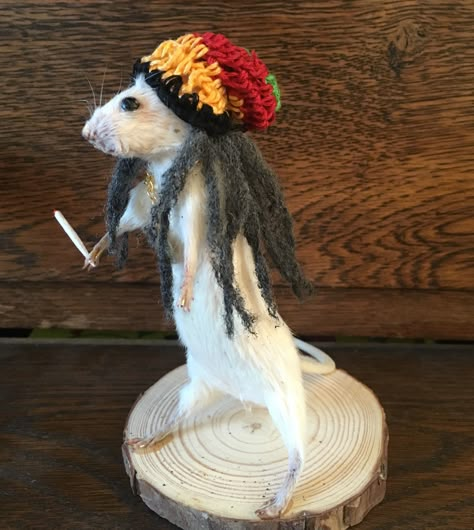 Rats Funny, Taxidermy Mouse, Rasta Hat, Funny Rats, Cute Rats, Funny Animal Jokes, Cute Funny Dogs, Animal Jokes, Hamsters