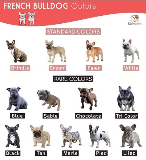 Breeding French Bulldogs, Bull Dogs Frances, French Bulldog Colors, Frenchie Dog, French Bulldogs, Frenchie Bulldog Puppy, French Bulldog Wallpaper, White French Bulldog Puppies, Bulldog Wallpaper