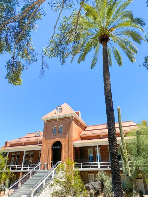 University Of Arizona Aesthetic, Arizona State University Aesthetic, Palmtrees Aesthetic, U Of Arizona, University Of Arizona Tucson, Rebecca Jenshak, Arizona Aesthetic, Travel Arizona, University Aesthetic