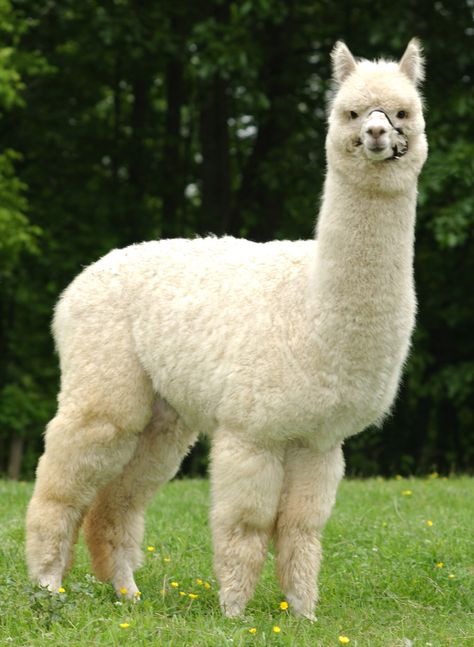 Alpaca Lama Animal, Alpaca Stuffed Animal, Steins Gate, Alpaca Farm, Cute Alpaca, Llama Drama, Llama Alpaca, Wibbly Wobbly Timey Wimey Stuff, In The Corner